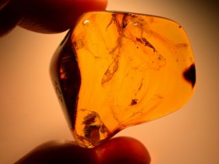Spider With Fulgoroid Insect In Authentic Dominican Amber Fossil Large 14.  6 G