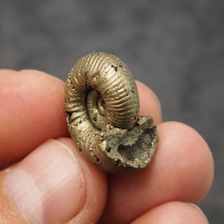 24mm Eboraticeras Pyrite Ammonite Fossils Fossilien Russia Golden