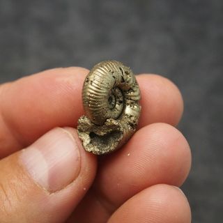 24mm Eboraticeras Pyrite Ammonite Fossils Fossilien Russia Golden 2