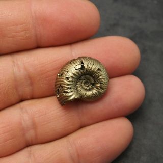 24mm Eboraticeras Pyrite Ammonite Fossils Fossilien Russia Golden 3