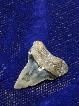 Upper Anterior Carcharhinus Leucas Fossil Bull Shark Tooth Florida