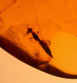 Wasp With Needle Like Stinger In Burmite Amber Fossil Dinosaur Age