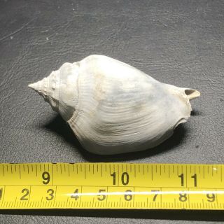 Fossil Conch Sea Shell From Pliocene Age / Sarasota Florida