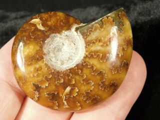 A Polished Sutured Ammonite Fossil 32.  7gr
