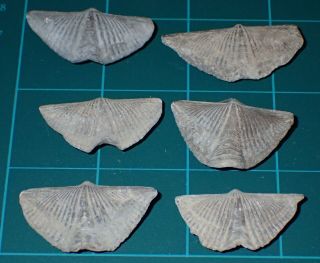 6 Devonian Brachiopod " The Winged Brachiopod " 35 - 42mm,  S2737