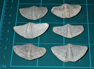 6 Devonian Brachiopod " The Winged Brachiopod " 30 - 37mm,  S2740