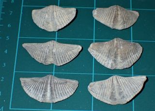 6 Devonian Brachiopod " The Winged Brachiopod " 32 - 39mm,  S2738