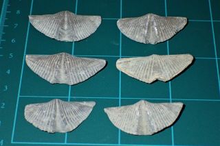 6 Devonian Brachiopod " The Winged Brachiopod " 35 - 42mm,  S2736