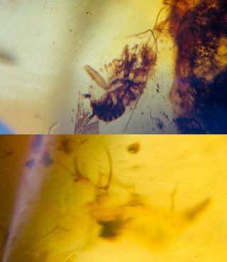 Neuroptera Larva&roach Burmite Myanmar Burmese Amber Insect Fossil Dinosaur Age