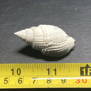 Fossil Nutmeg Sea Shell From Pliocene Age / Sarasota Florida Wolf Family Collect