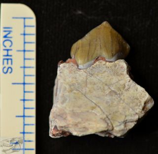 Oreodont Lower Tooth,  Merycoidodon Fossil,  Badlands,  S Dakota,  Oligocene,  O1305