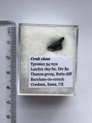 Rare Fossil Crab Claw,  Glypthicus Wetherelli,  Eocene,  London Clay,  Burnham