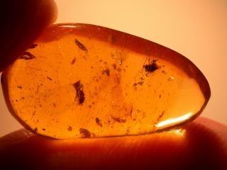 Cretaceous Wasp With Fly In Burmite Burmese Amber Fossil Gemstone Dinosaur Age