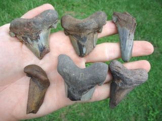 6 Suwannee River Auriculatus Shark Teeth Florida Fossils Sharks Tooth Megalodon