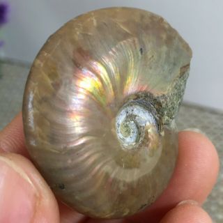 Rainbow Iridescent Ammonite Shell Specimen Madagascar 21g A247