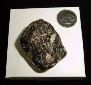 Natural Turritella Agate Fossil Polished Stone Morooco 34 Grams