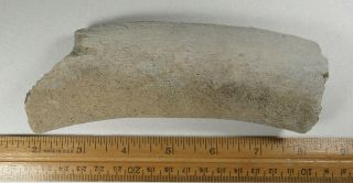 6 " Fossil Whale Rib Bone,  York Town Formation Aurora,  Nc Miocene Age Cetacean