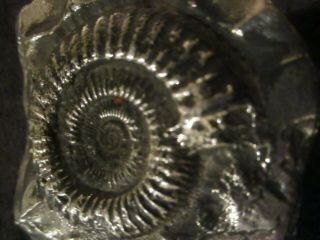 Ammonite Hand Cast Metal Paper Weight
