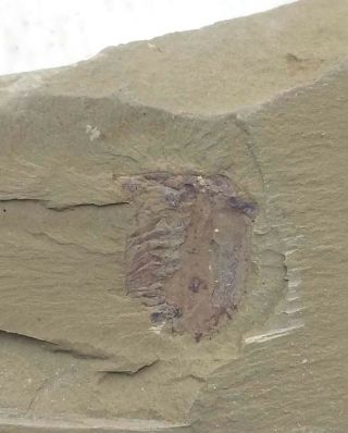 Cambrian Fossil Naraoia Spinosa,  Professional Teaching,  Cool No.  V39