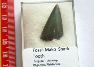 Fossil Mako Shark Tooth - BOXED,  BELGIUM 2.  9cm 2