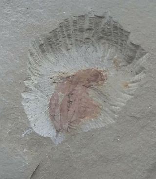 Cambrian Fossil Naraoia Spinosa,  Professional Teaching,  Cool No.  V19