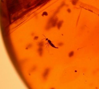 Cretaceous Flies In Burmite Burmese Amber Fossil Gemstone Dinosaur Age