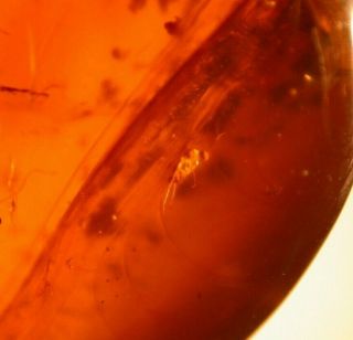 Cretaceous Flies in Burmite Burmese Amber Fossil Gemstone Dinosaur Age 3