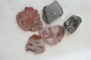 5 Geological Fossils/ Minerals