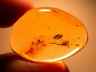 Spider With 2 Flies In Authentic Dominican Amber Fossil Gemstone
