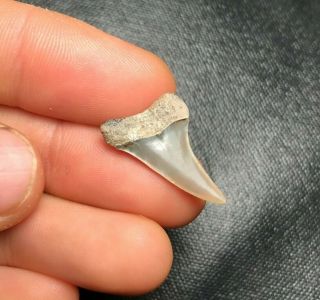 Sharp 0.  93 " Mako Shark Tooth Teeth Fossil Sharks Necklace Jaws Jaw Megalodon