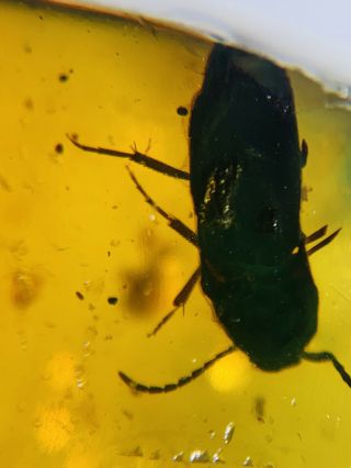 6.  58g Beetle&unknown Bug Burmite Myanmar Burma Amber Insect Fossil Dinosaur Age