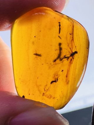 2.  88g Some Wasp Bee&fly Burmite Myanmar Burmese Amber Insect Fossil Dinosaur Age