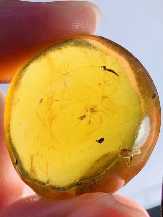 5.  85g Spider&mosquito Fly Burmite Myanmar Burma Amber insect fossil dinosaur age 2