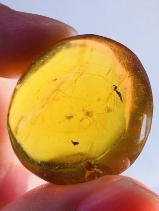 5.  85g Spider&mosquito Fly Burmite Myanmar Burma Amber insect fossil dinosaur age 3