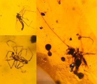 Spider&unknown Bug&mosquito Fly Burmite Myanmar Amber Insect Fossil Dinosaur Age