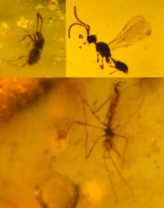 Beetle&mosquito Fly&wasp Bee Burmite Myanmar Amber Insect Fossil Dinosaur Age