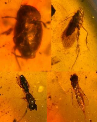 Phryganeid&beetle&2 Wasp Bee Burmite Myanmar Amber Insect Fossil Dinosaur Age