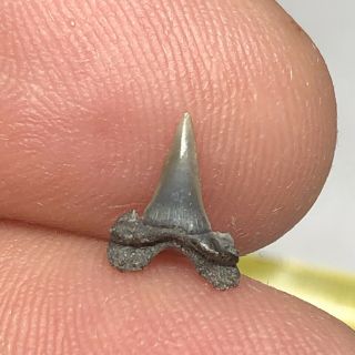 Eocene Shark Tooth From Belgium East Flanders Wolf Family.  Coll. 2