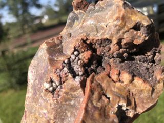 ☘️rr⚒: Exceptional Arizona Petrified Wood Druzy Quartz,  Wash Find,  1.  5 Lb