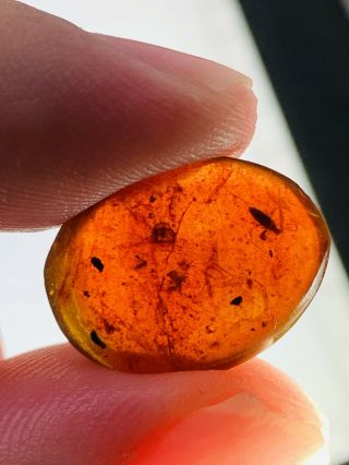 Beetle&fly In Red Blood Amber Burmite Myanmar Amber Insect Fossil Dinosaur Age