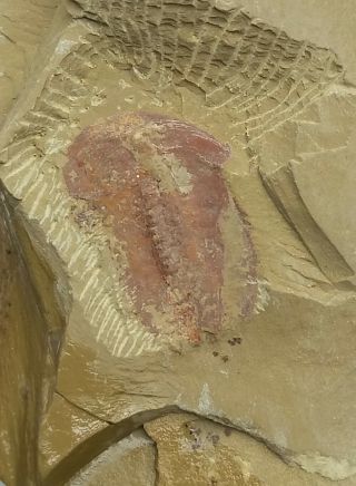 Cambrian Fossil Naraoia Spinosa,  Very Cool No.  A49