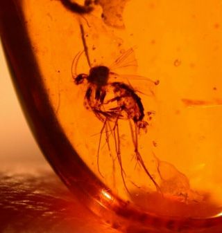 Large Mycetophilid Fly In Burmite Amber Fossil Gemstone Cretaceous Dinosaur Age