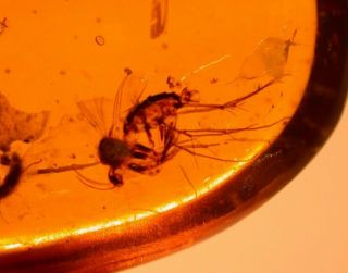 Large Mycetophilid Fly in Burmite Amber Fossil Gemstone Cretaceous Dinosaur Age 2
