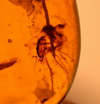 Large Mycetophilid Fly in Burmite Amber Fossil Gemstone Cretaceous Dinosaur Age 3
