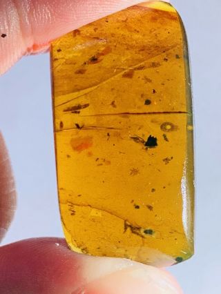 5g Some Wasp Bee&fly Burmite Myanmar Burmese Amber Insect Fossil Dinosaur Age