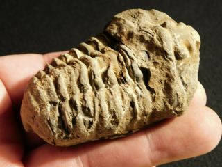 A Big 400 Million Year Old Trilobite Fossil 93.  2gr