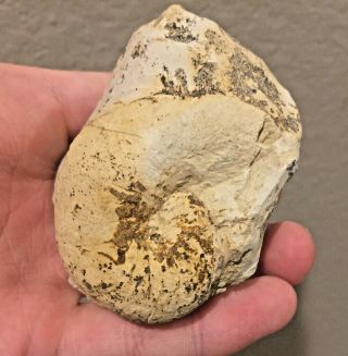 Texas Fossil Ammonite Cymatoceras Sp.  Cretaceous Dinosaur Age Rare