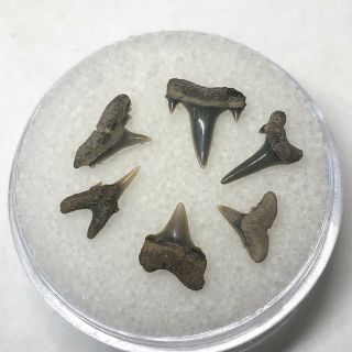 6 Eocene Shark Teeth From Belgium East Flanders Wolf Family.  Coll. 2