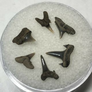 6 Eocene Shark Teeth From Belgium East Flanders Wolf Family.  Coll. 3
