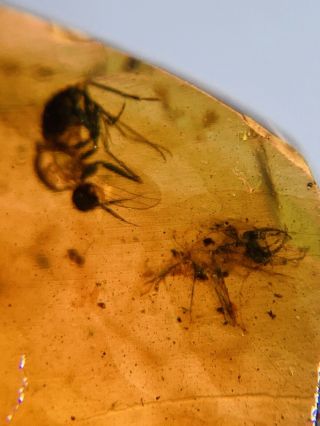 Neuroptera Larva&fly Burmite Myanmar Burmese Amber Insect Fossil Dinosaur Age